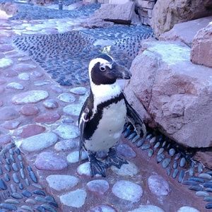 Meet your Posher, Giancarlo